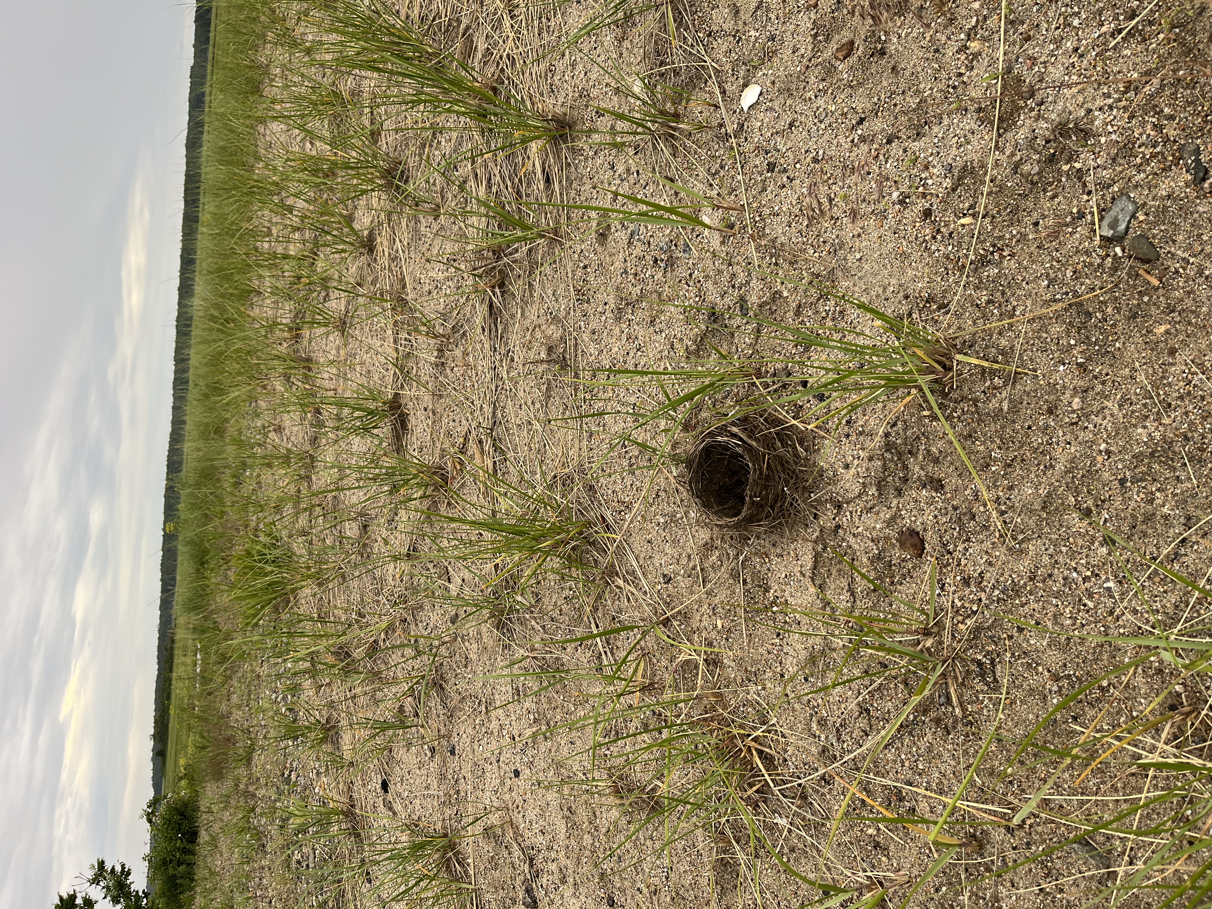 Birds Nest